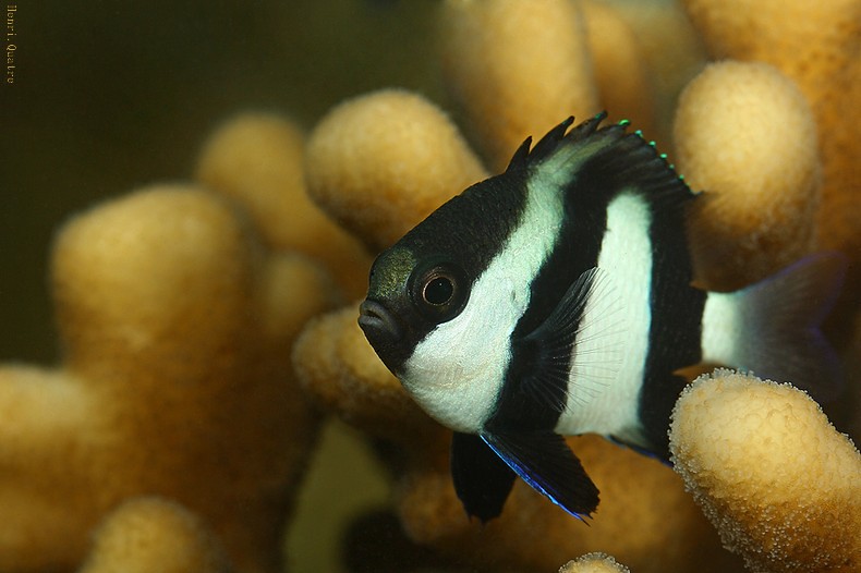 Dascyllus aruanus juvenile