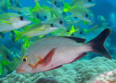 Humpback Snapper - Lutjanus gibbus