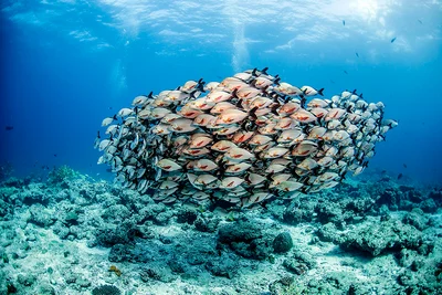 Humpback Snappers (Lutjanus gibbus) from Fushivaru Thila.