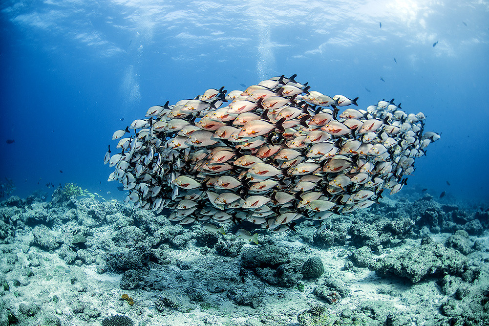 Humpback Snappers (Lutjanus gibbus) from Fushivaru Thila.