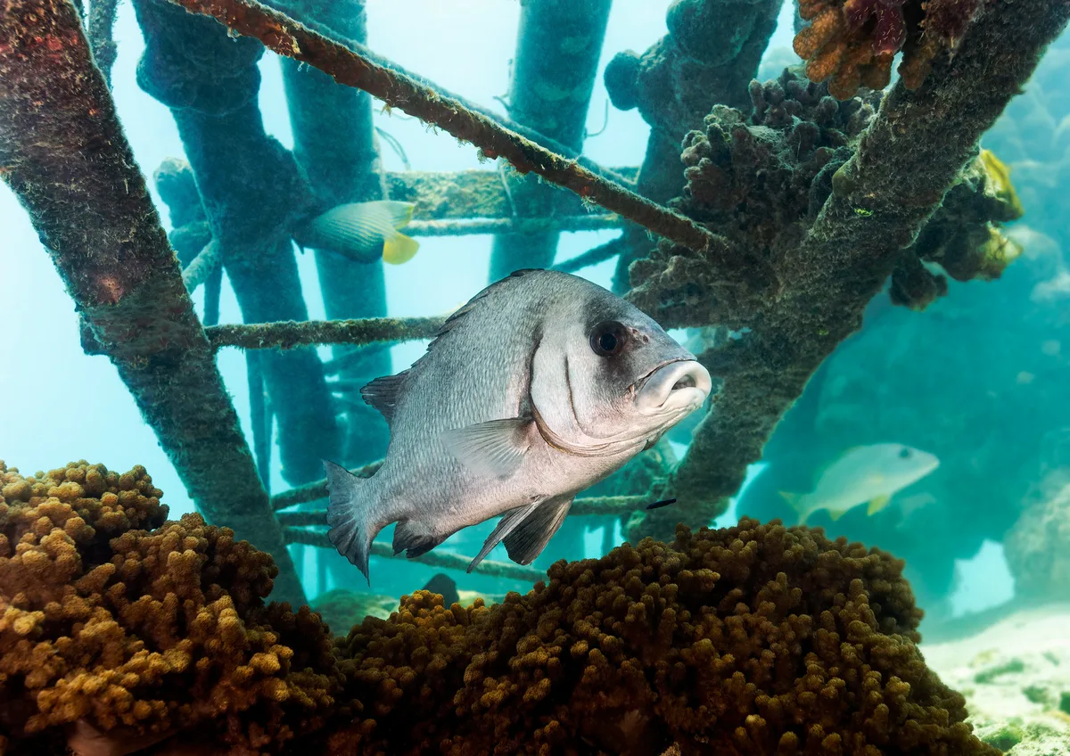 Humpback Thicklip