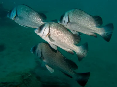 Humpback Thicklip