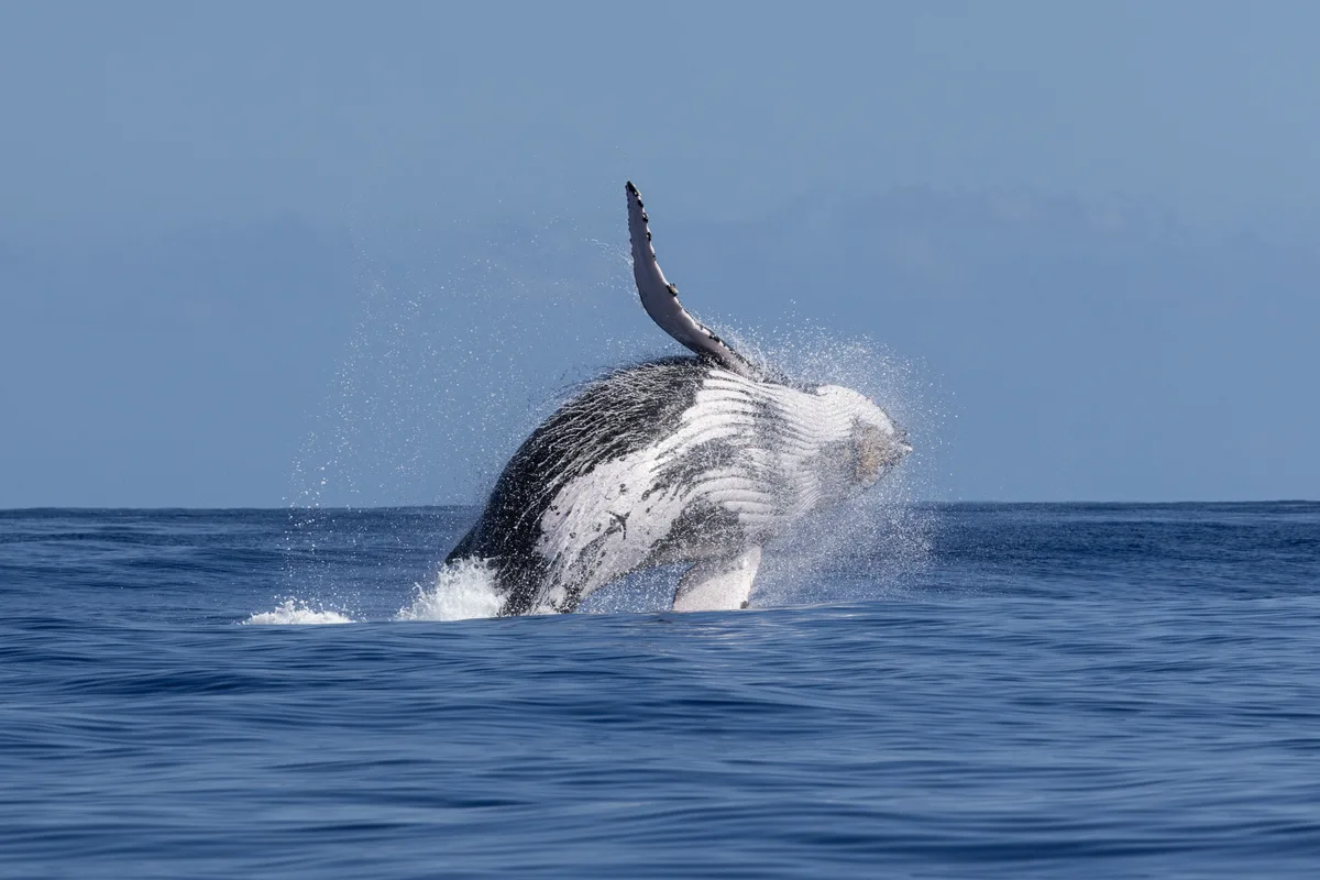 Humpback Whale