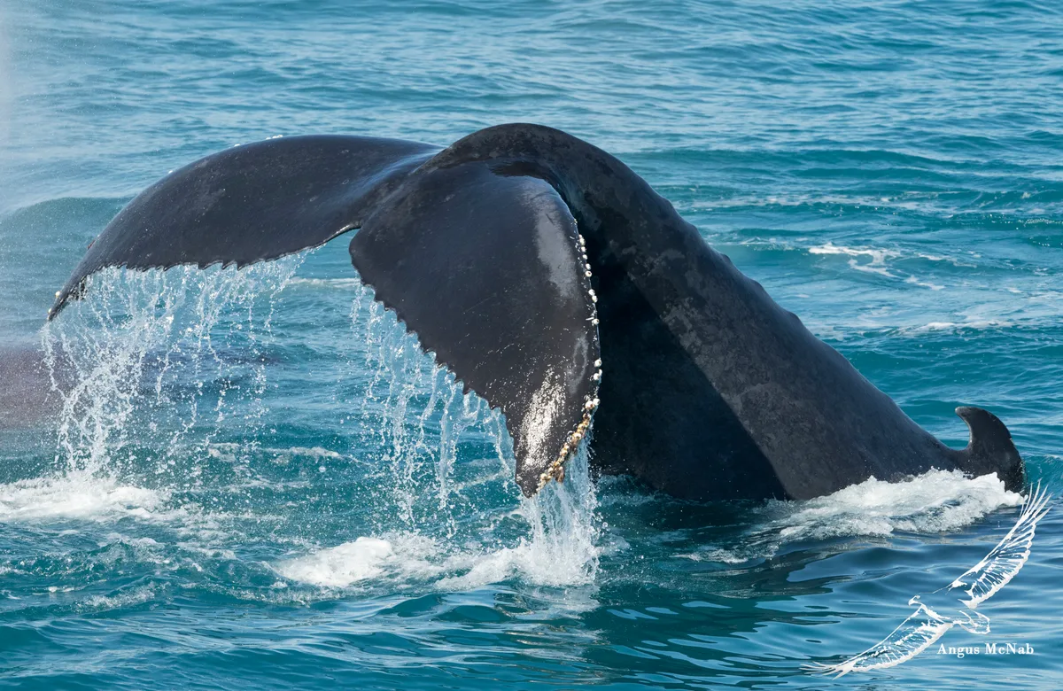 Humpback Whale