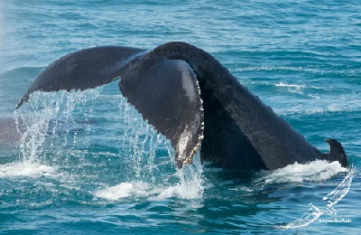 Humpback Whale