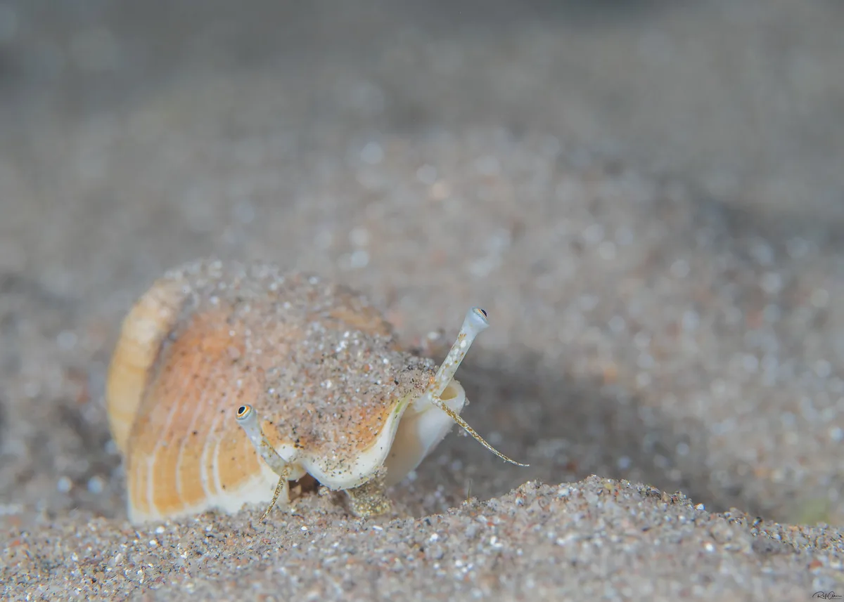 Gibberulus gibberulus - Gibbose Stromb