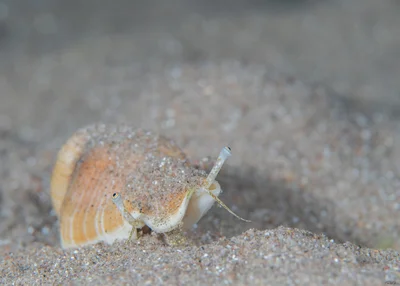 Gibberulus gibberulus - Gibbose Stromb