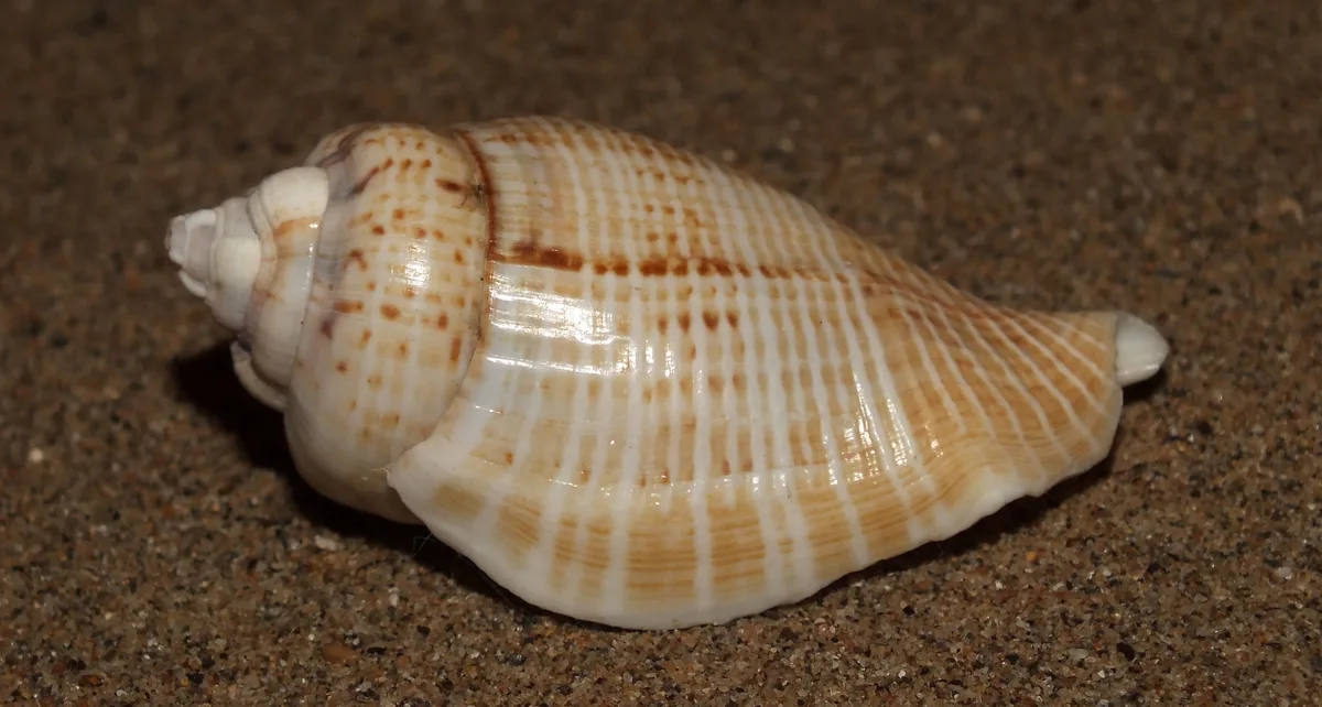 Hump-back conch (Gibberulus gibberulus gibberulus)