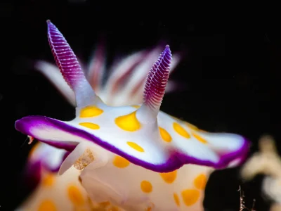 Hypselodoris ghardaqana - South Sinai, EG