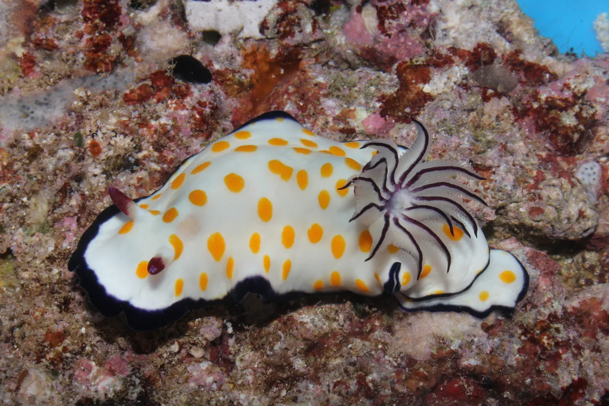 Hypselodoris ghardaqana - Farasan Saudi Arabia