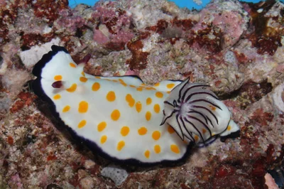 Hypselodoris ghardaqana - Farasan Saudi Arabia