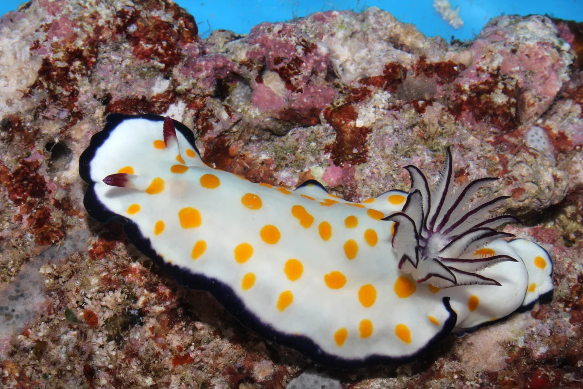 Hypselodoris ghardaqana - Farasan Saudi Arabia