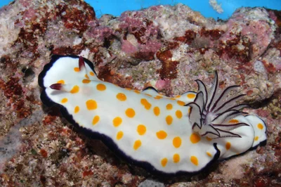 Hypselodoris ghardaqana - Farasan Saudi Arabia