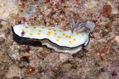 Hypselodoris ghardaqana - Farasan Saudi Arabia