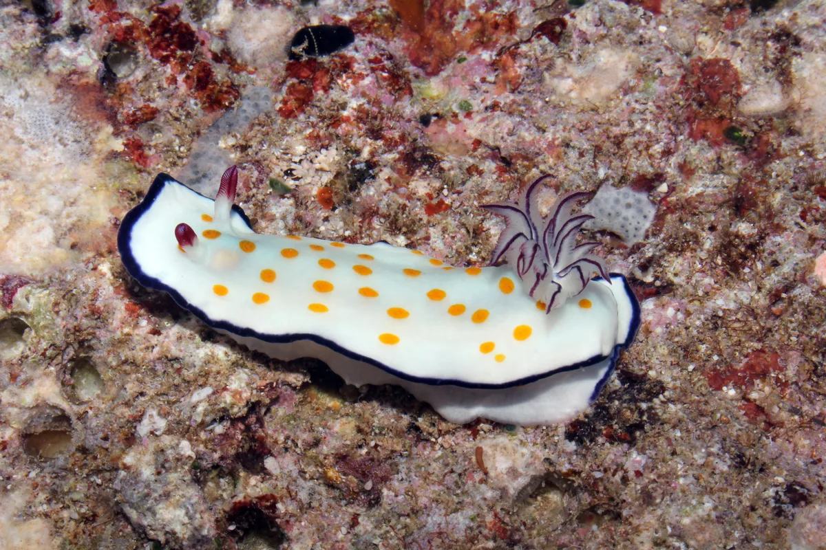 Hypselodoris ghardaqana - Farasan Saudi Arabia