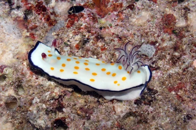 Hypselodoris ghardaqana - Farasan Saudi Arabia