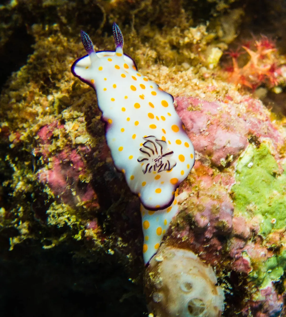 Hypselodoris ghardaqana - Carnatic, Abu Nuhas, Egypt