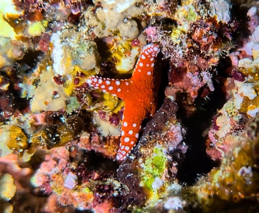 Hurghada Sea Star