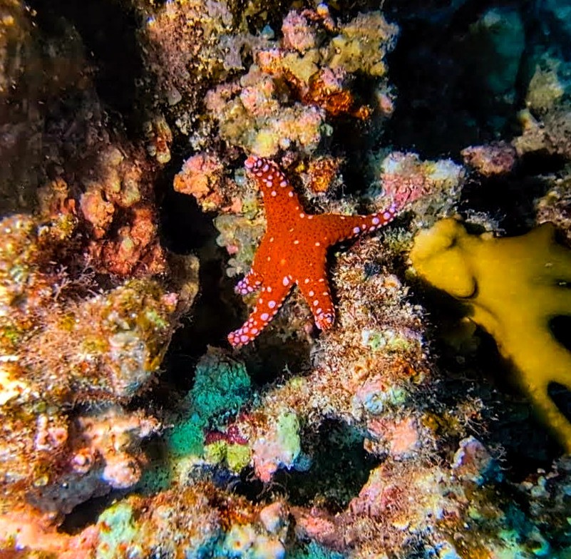 Hurghada Sea Star