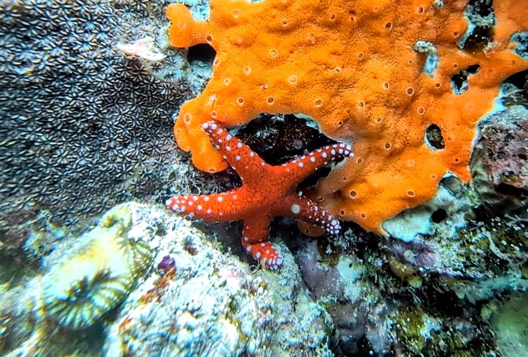Hurghada Sea Star