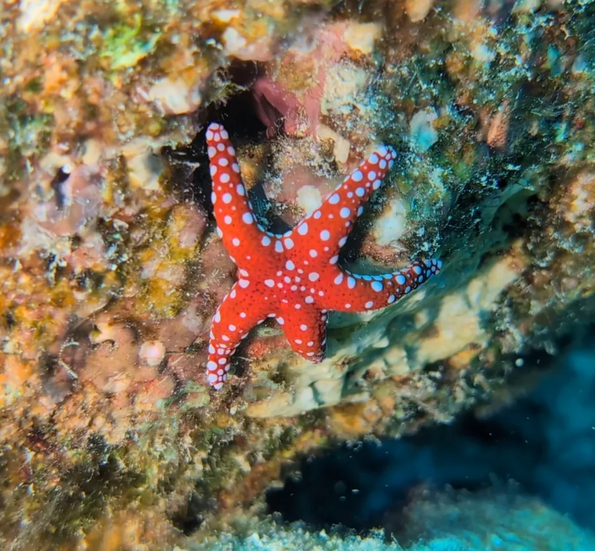 Hurghada Sea Star