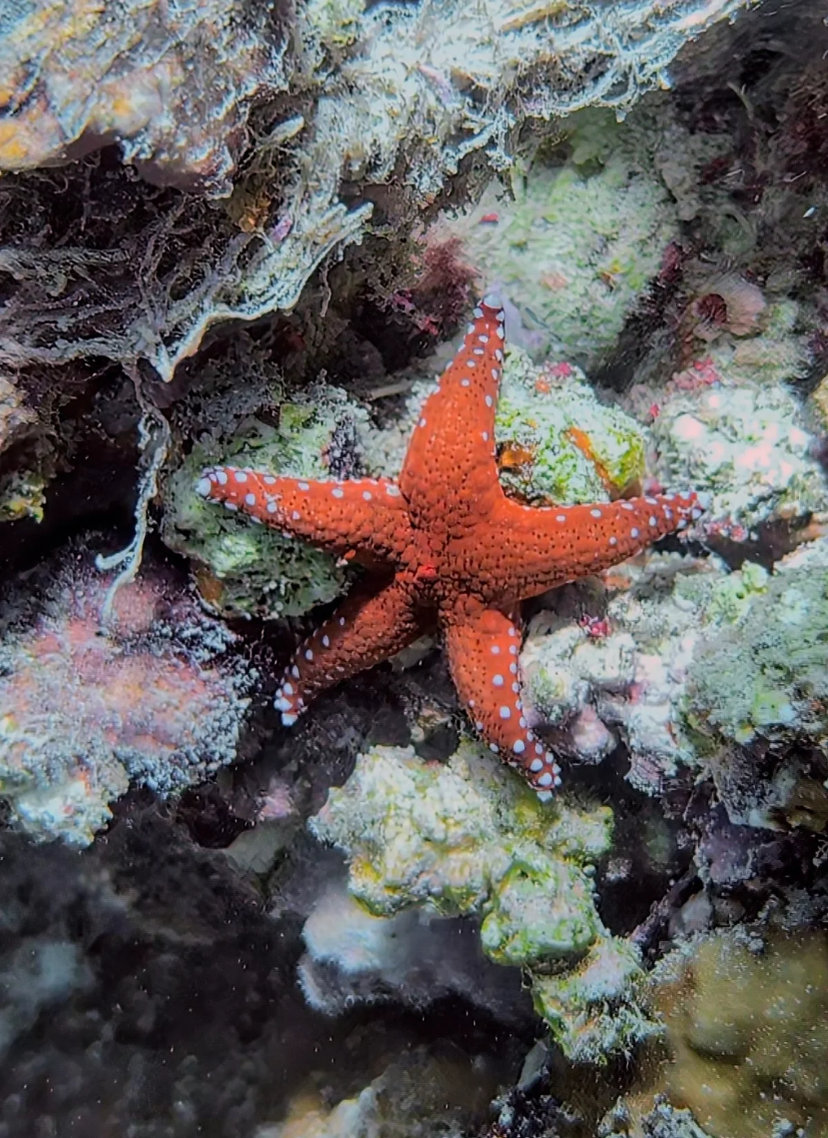 Hurghada Sea Star