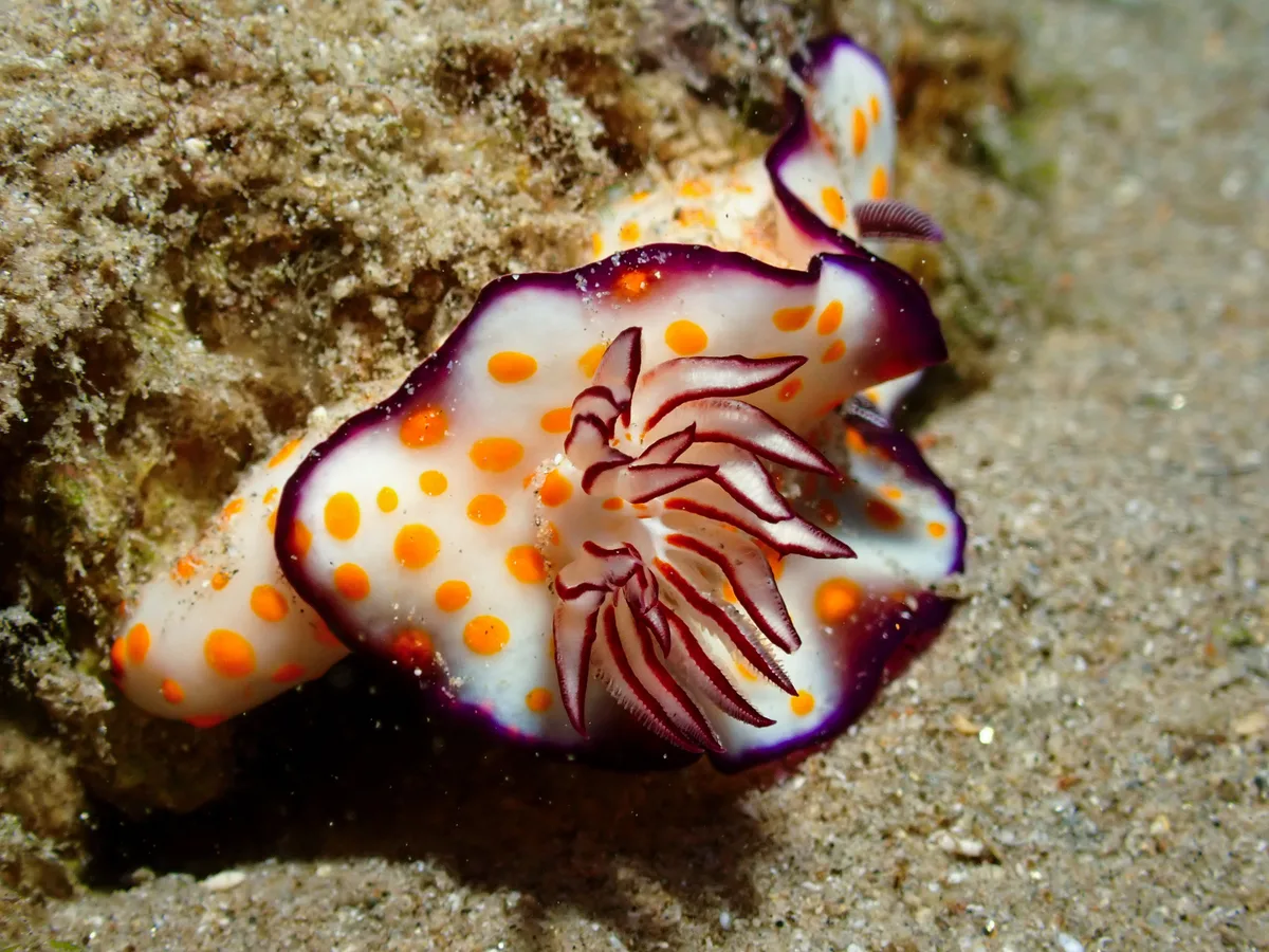 Hypselodoris Ghardaqana