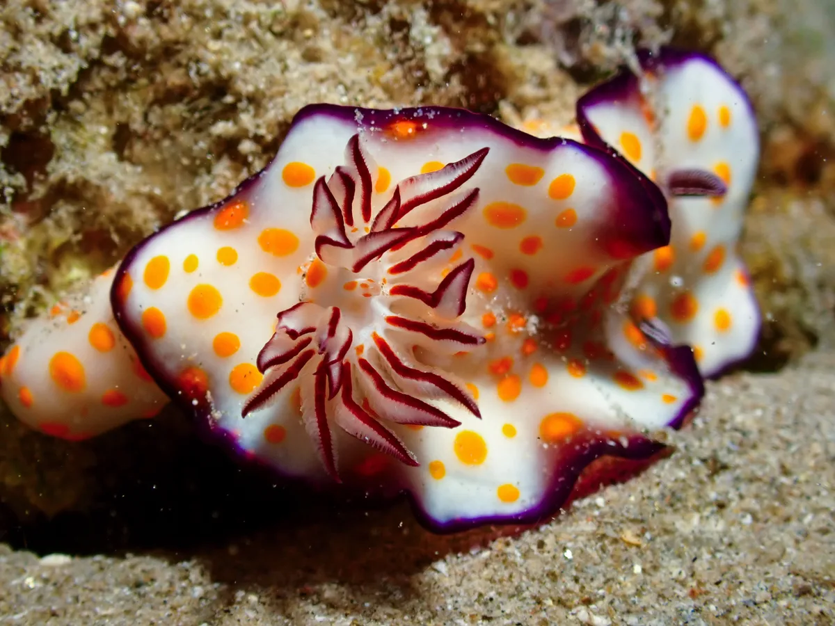 Hypselodoris Ghardaqana
