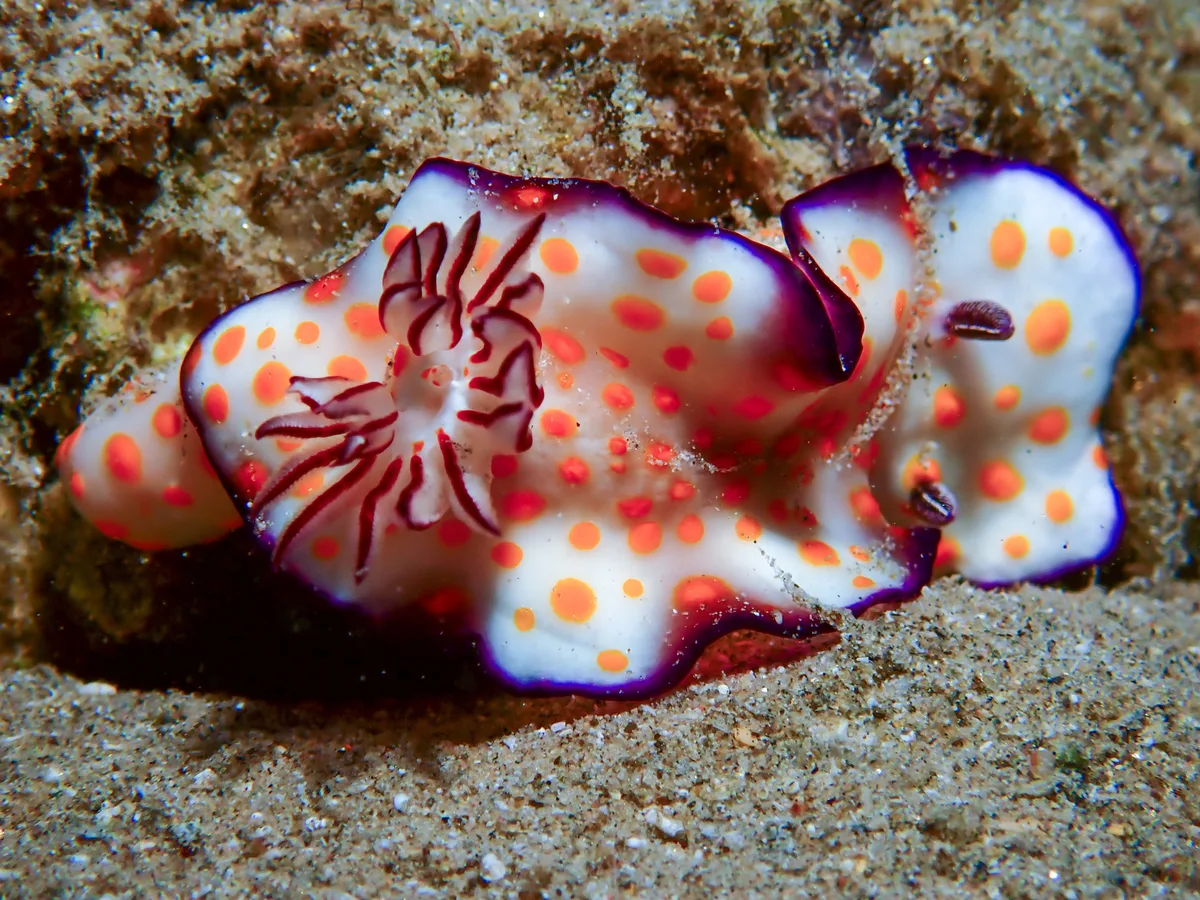 Hypselodoris Ghardaqana