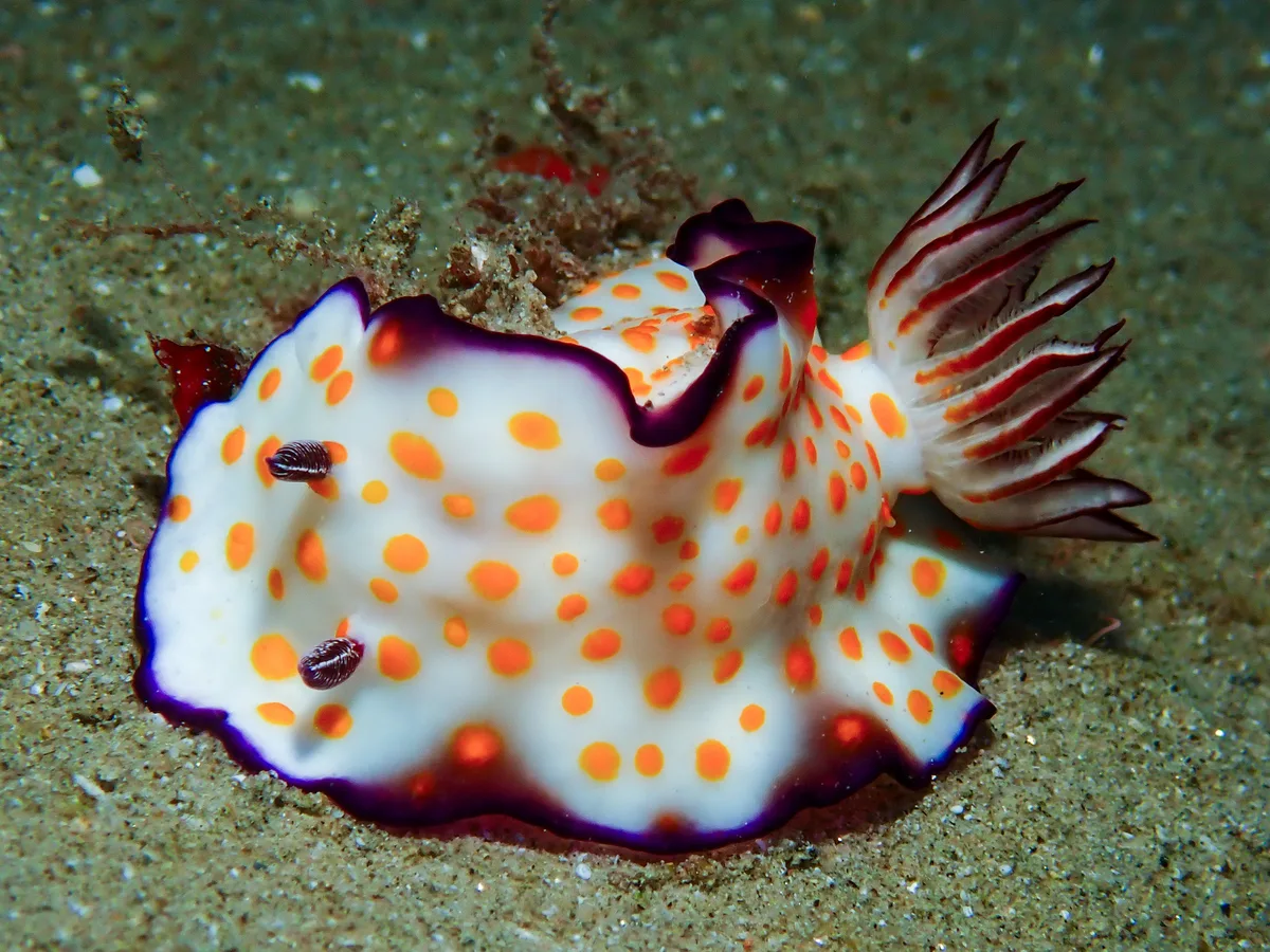 Hypselodoris Ghardaqana