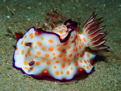 Hypselodoris Ghardaqana