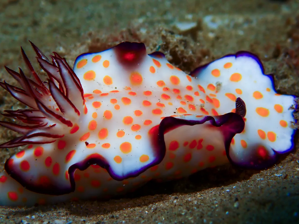Hypselodoris Ghardaqana