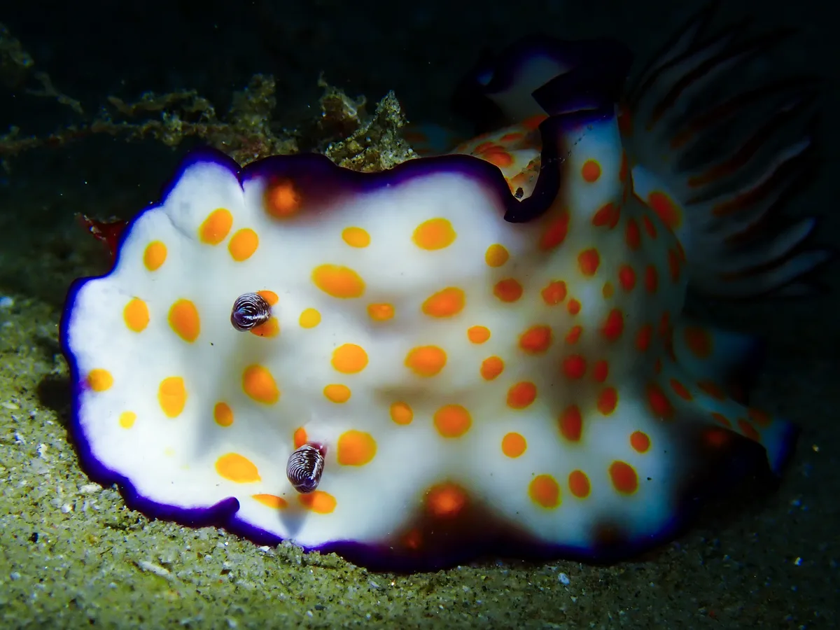 Hypselodoris Ghardaqana