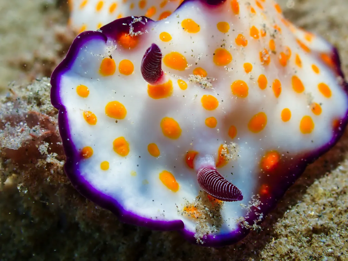 Hypselodoris Ghardaqana