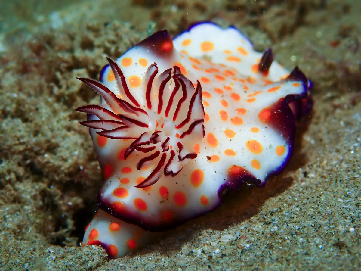 Hypselodoris Ghardaqana