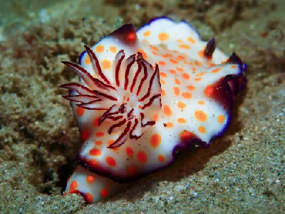 Hypselodoris Ghardaqana