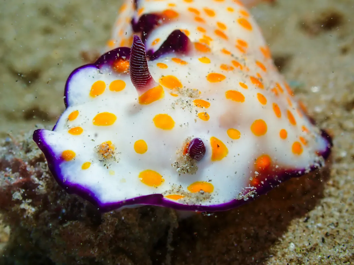 Hypselodoris Ghardaqana