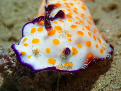 Hypselodoris Ghardaqana