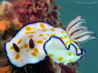 Nudibranch (Hypselodoris ghardaqana)