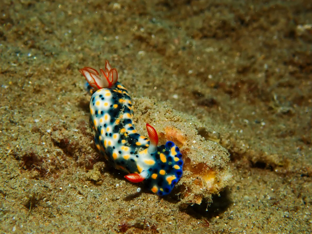 Hypselodoris infucata