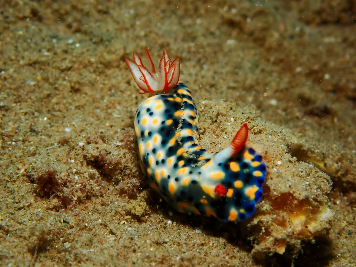 Hypselodoris infucata