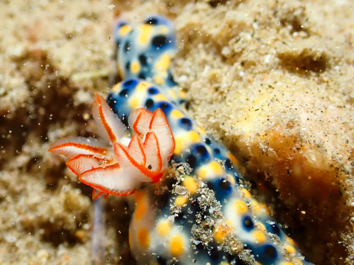 Hypselodoris infucata