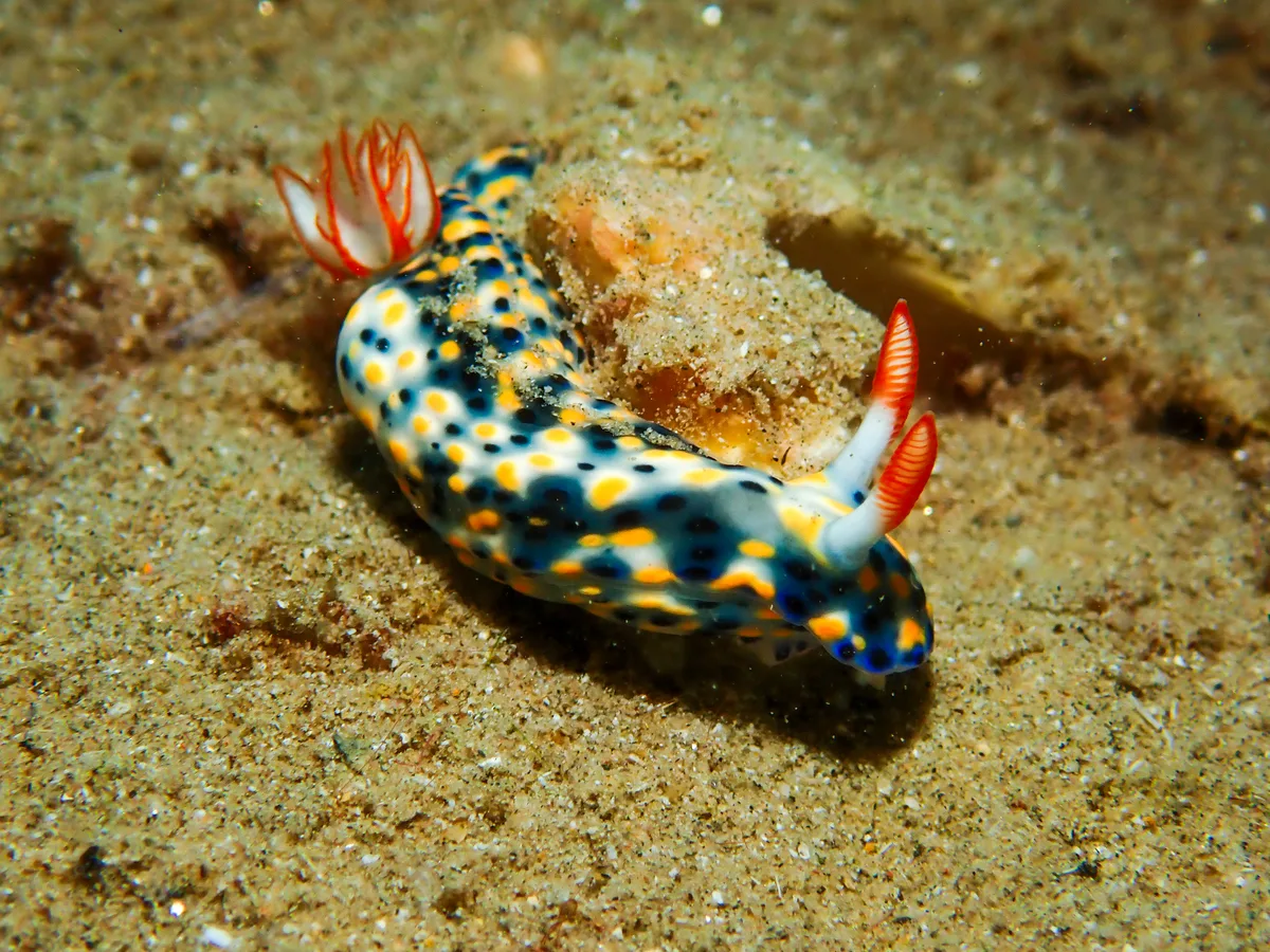 Hypselodoris infucata
