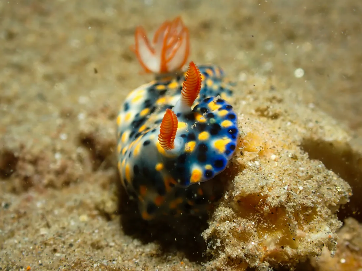 Hypselodoris infucata