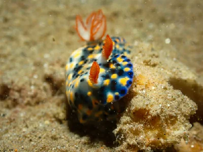 Hypselodoris infucata