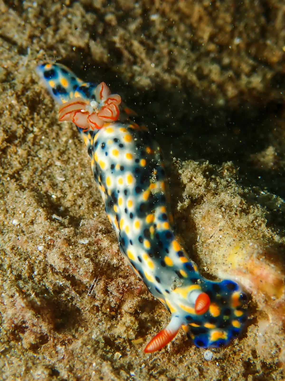 Hypselodoris infucata