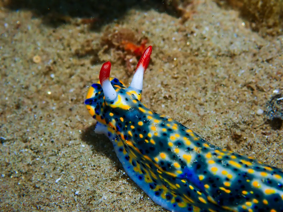 Hypselodoris infucata