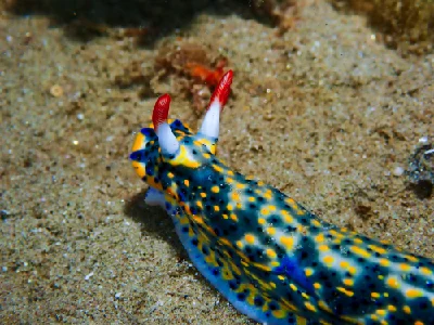 Hypselodoris infucata