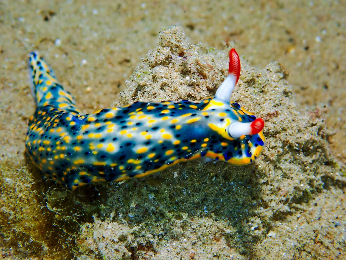 Hypselodoris infucata