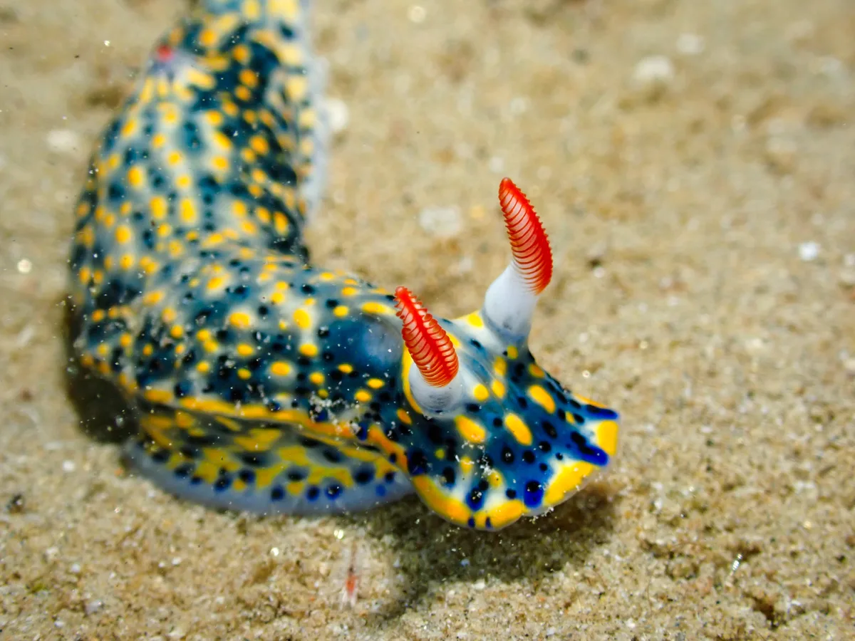 Hypselodoris infucata